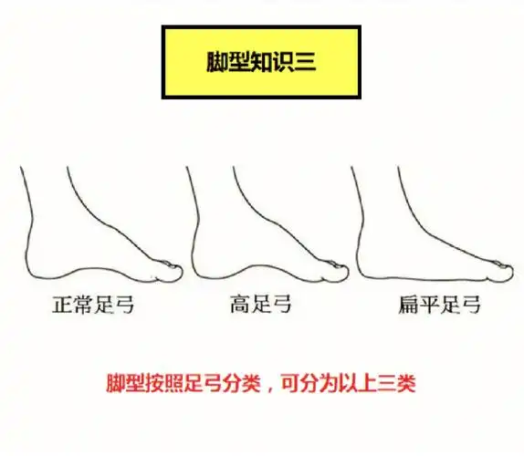你知道鸭子是什么脚型吗涨知识了