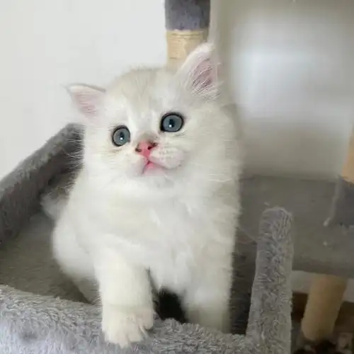 金吉拉弟弟找家长