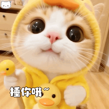 表情包每日一更超话#可爱表情包#小猫咪🐱第19弹