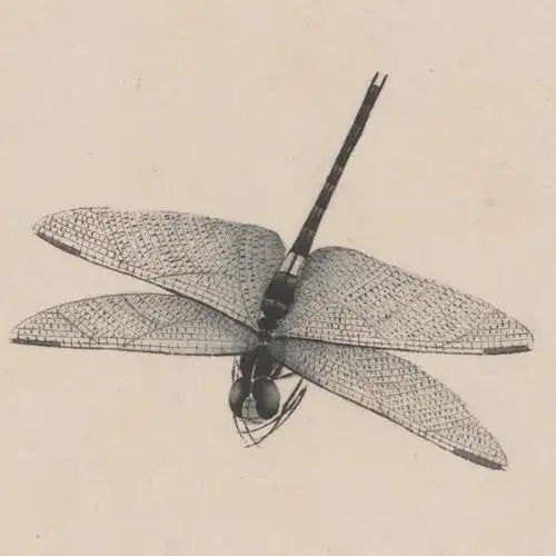 1f于非闇扶桑蝈蝈工笔昆虫国画微喷近代名画国画