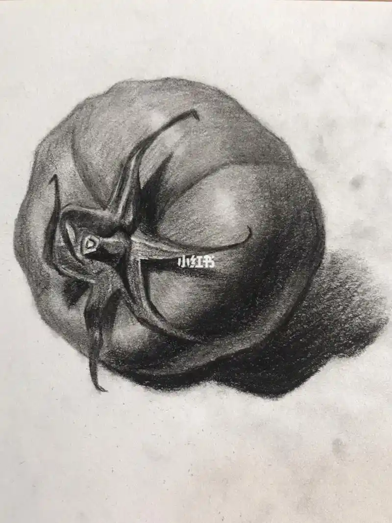 学素描之躺着的番茄