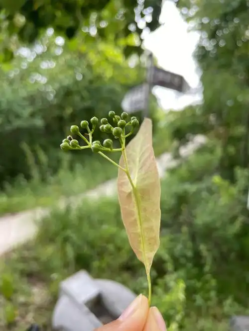 奇特的山间植物椴树