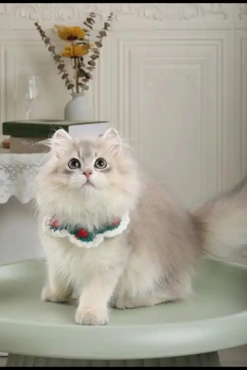 94长毛蓝金渐层弟弟,4个月,未来绝对好品相