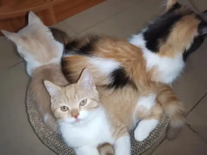 猫妈 橘子大哥 矮墩墩弟弟#我家猫咪真可爱#橘猫日常  #波斯猫  #橘猫