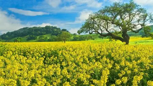 勇敢的白羊,深度分析白羊座最关键的性格优点与不足