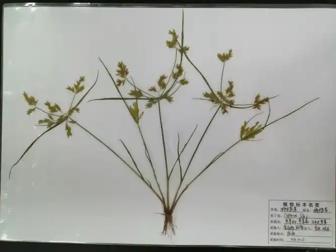 通过本次课程实习,学生掌握了杂草标本采集和制作方法,学会了田园杂草