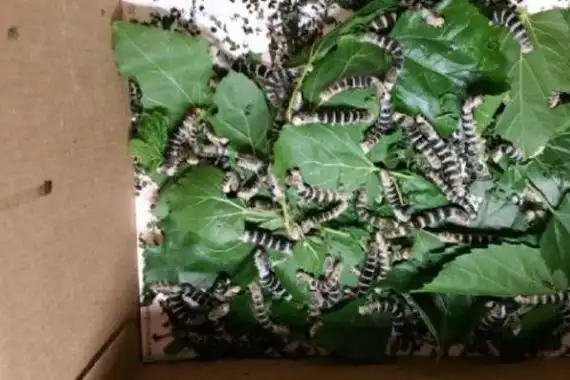 虎蚕会咬人吗虎蚕的生长周期是怎么样的