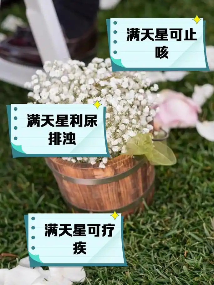 满天星的功效与作用 家人们,今天来聊聊一种既浪漫又神奇的草药