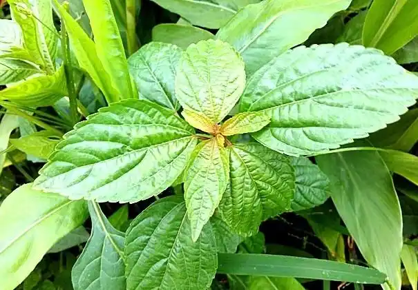 蚌壳草学名铁苋菜,它的梗比较硬.