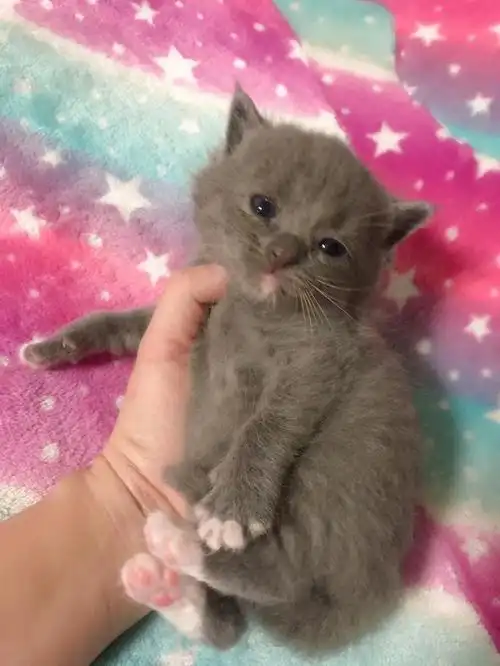 英短蓝猫是传统英国本地猫的纯种版本