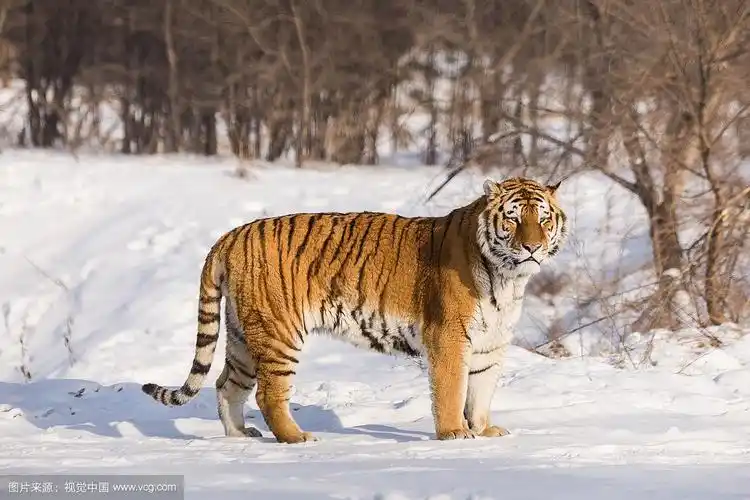 侧面的老虎站在雪中