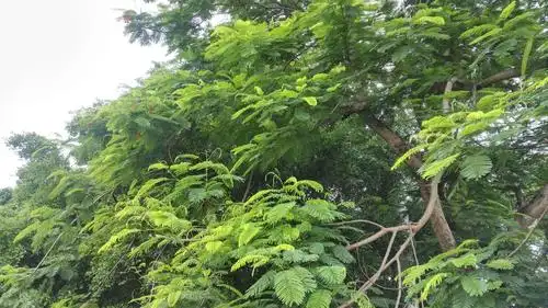 沿路的凤凰树叶长成荫,缤纷花开.