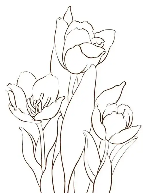 郁金香线描花卉线描