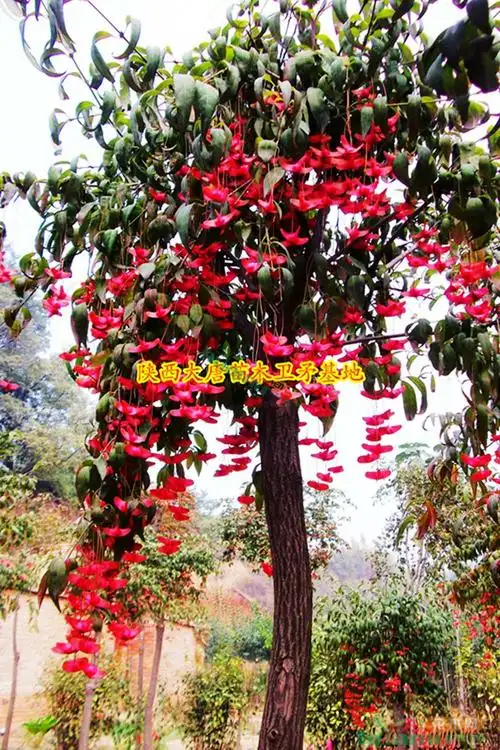 丝棉木盆景(丝棉木适合什么土壤)