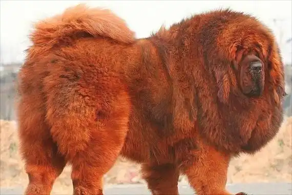 纯红藏獒多少钱一只?