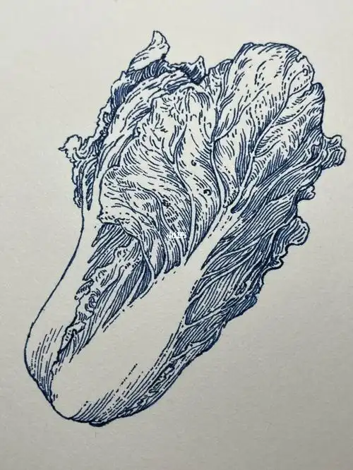 钢笔速写  #寻找小红书绘画大神  #超级白菜  #速