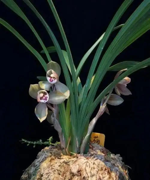 一亿5000万兰花图片(野生最贵兰花5000千万图片)