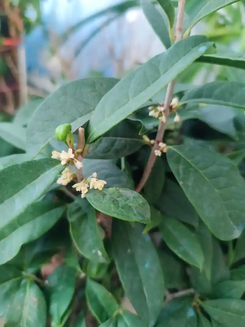 我的天呐,冬天桂花开了.