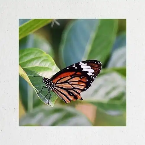 首发〕虎斑蝴蝶