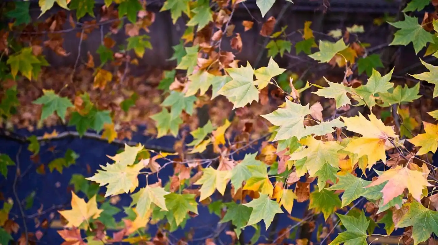 秋天的梧桐树叶,  如同一群金色的小精灵,  在阳光的照耀下闪闪发光.