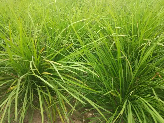 (中叶麦冬草)麦冬草产地批发价格0.3元一斤,哪里有麦冬草