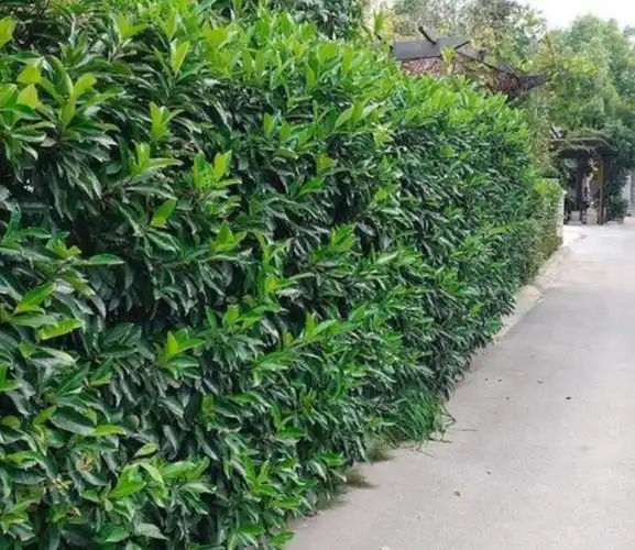 介绍十种四季常绿庭院绿化树种,希望对庭院爱好者们有所帮助