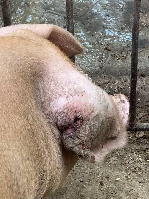 一养猪场猪疥螨病的治疗与防控方法