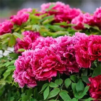 适合做头像的牡丹花朵图片 高清花开富贵牡丹_微信头像_头像屋