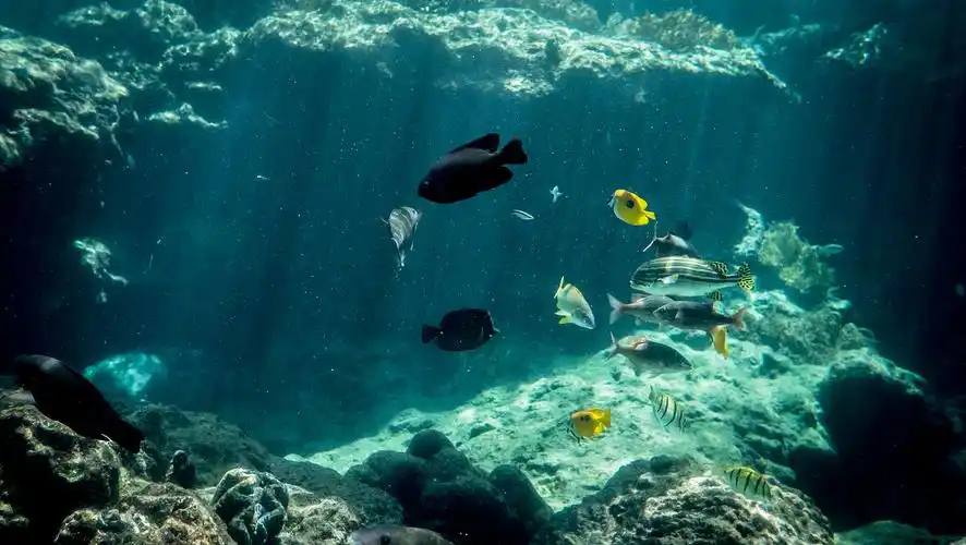 海底世界 | 冲绳美丽海水族馆|摄影|其他摄影|摄影师苏生 - 原创作品