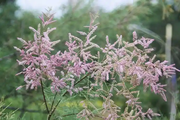 百花园(114)柽柳