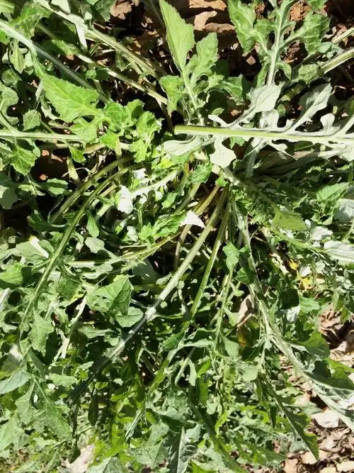 蒲公英和土公英