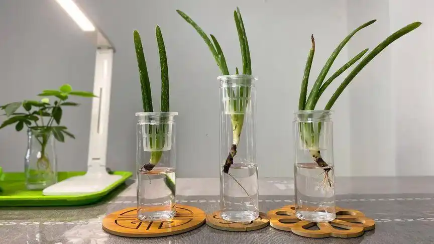 水培芦荟——清新美观靓丽,给人一种刚硬的美,你值得拥有!