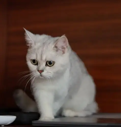 可爱猫咪—雪球(2020.10.7)