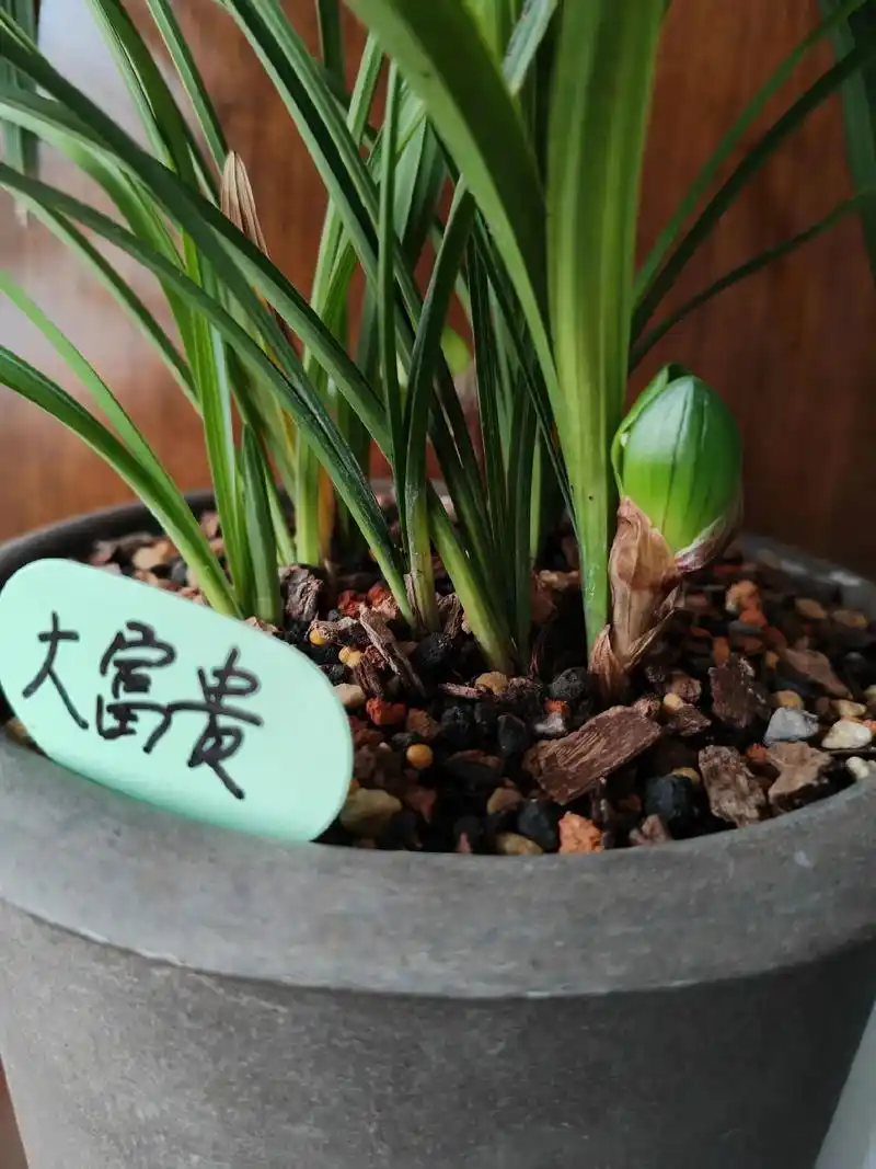 春兰最喜欢的一个品种,大富贵花开,种的珍珠草,翠云草,天葫荽 - 抖音