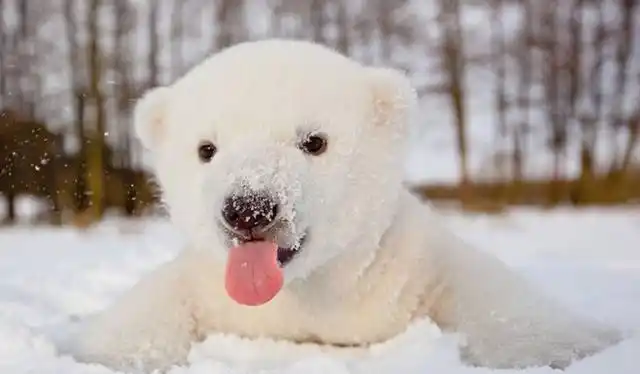 1/6 hi,北极熊你怎么可以那么萌