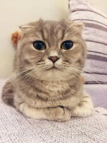 萌萌哒的折耳猫