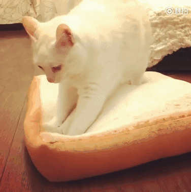 猫医生教学猫咪踩奶