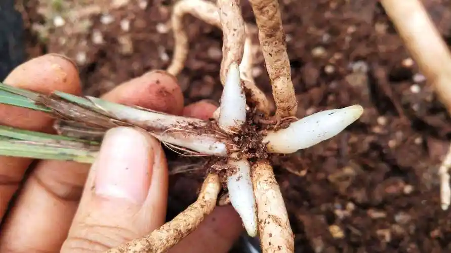 兰花根长出土怎么办