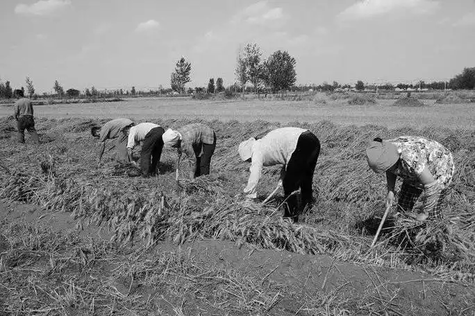 2003年6月11日,茌平县杜郎口镇农民用小12拖拉机轧场.
