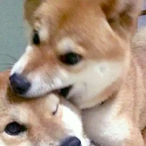 乔词沙雕情侣头像