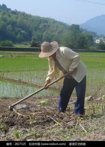 在水田里锄禾的老人
