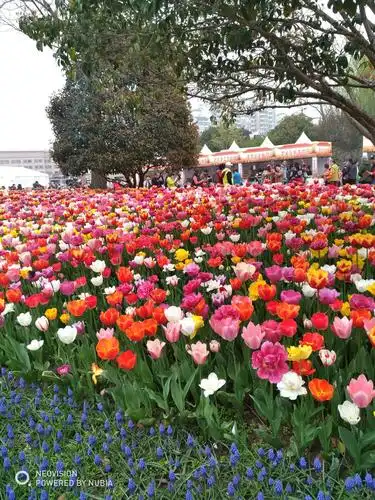 20190330大宁灵石公园郁金香花展