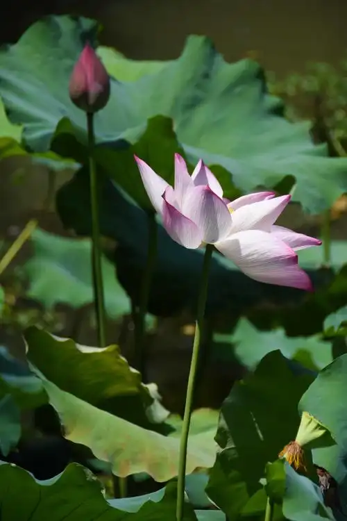 风光摄影:夏天的荷花