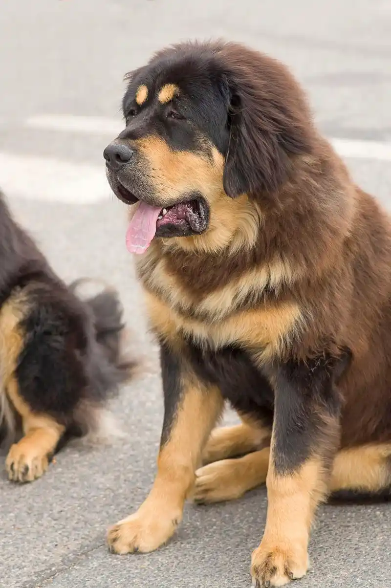 铁包金獒是一种拥有强大能力和独特特征的犬种.