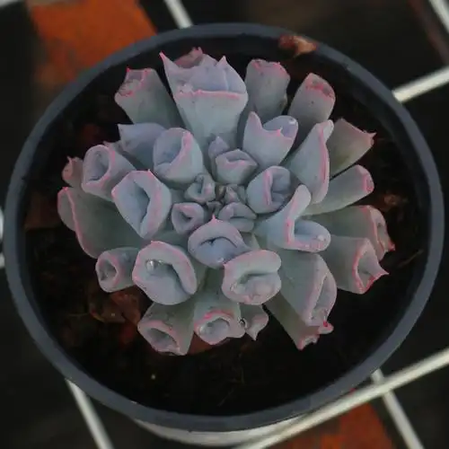 花卉猪鼻子多植物稀有品种室内防辐射精品绿植多肉植物