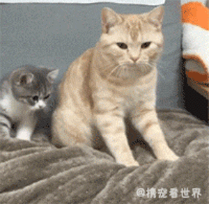 猫咪踩奶:"你再说一遍,踩什么?