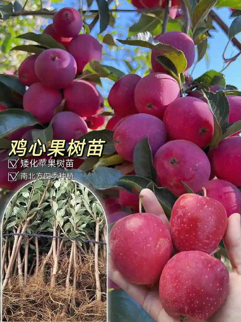耐寒鸡心果树苗,适合南北方种植,四季可种,盆栽地栽都可以,矮 - 抖音
