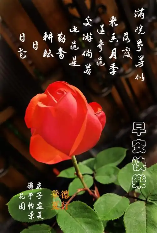 您好,早安吉祥!幸福快乐! ——问候祝福语图片集锦 (一)