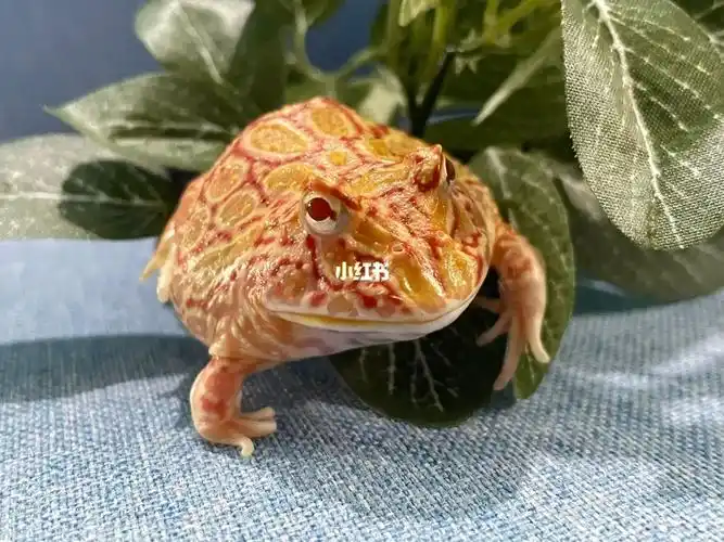 捡到7只南美角蛙