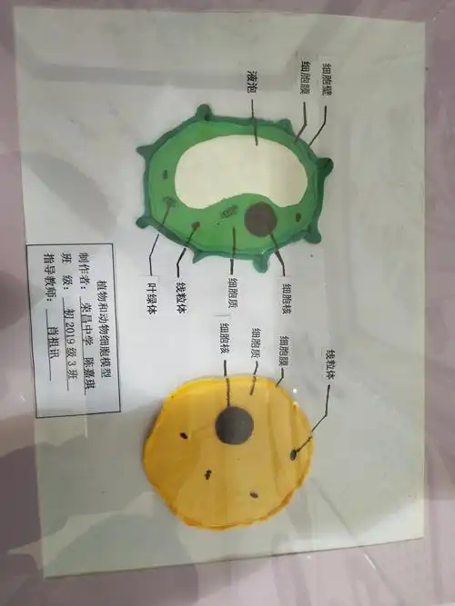 重庆市初中生物实践课展评活动――模型,标本制作